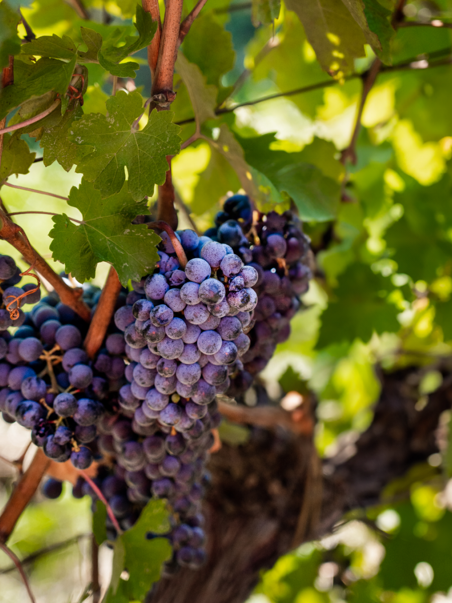 A fascinating vintage: the challenges and innovations of the 2024 harvest at Tenuta Maryamado.