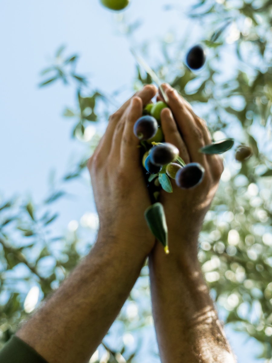 La raccolta delle olive di Tenuta Maryamado